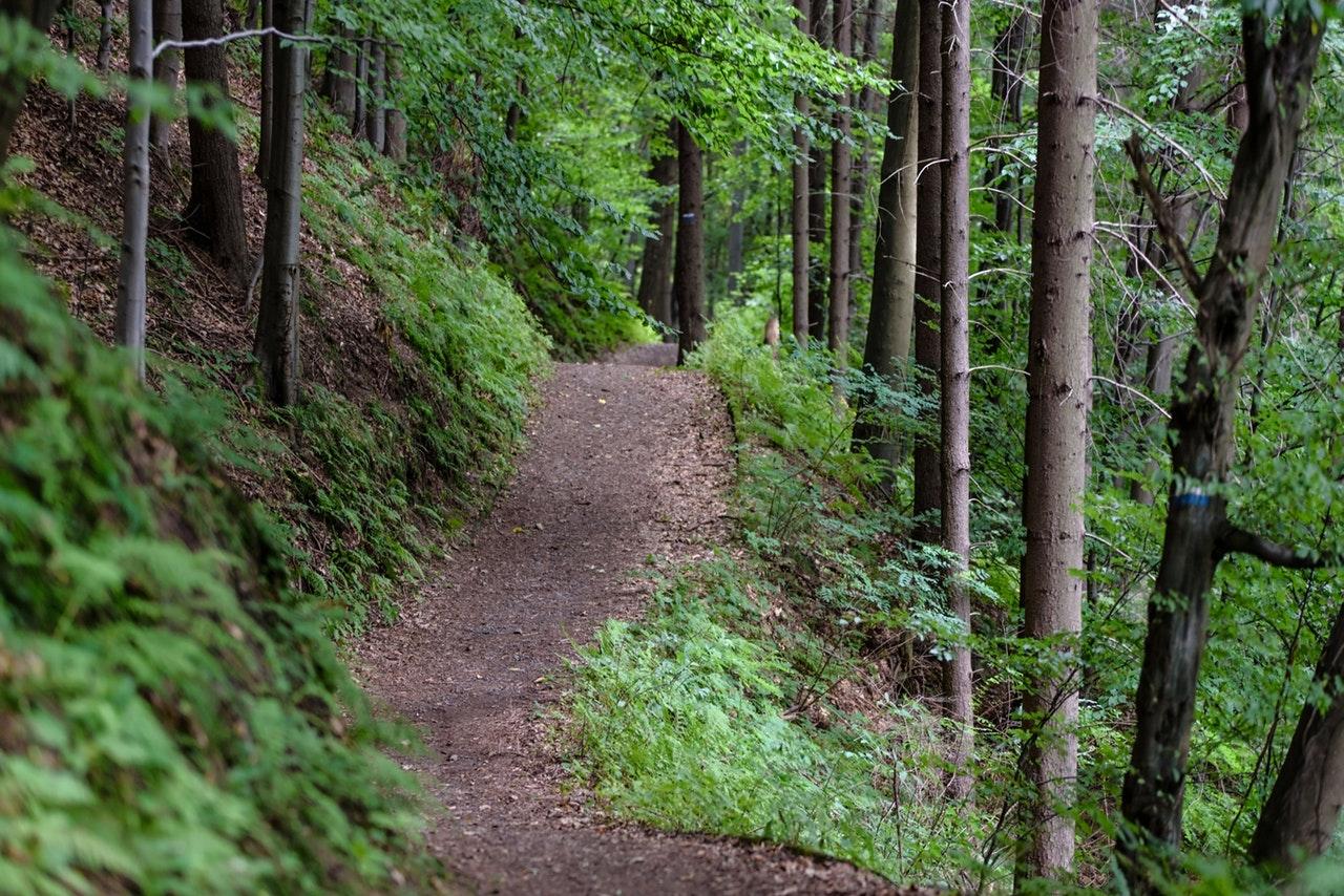 A dirt hiking trail in the forest.