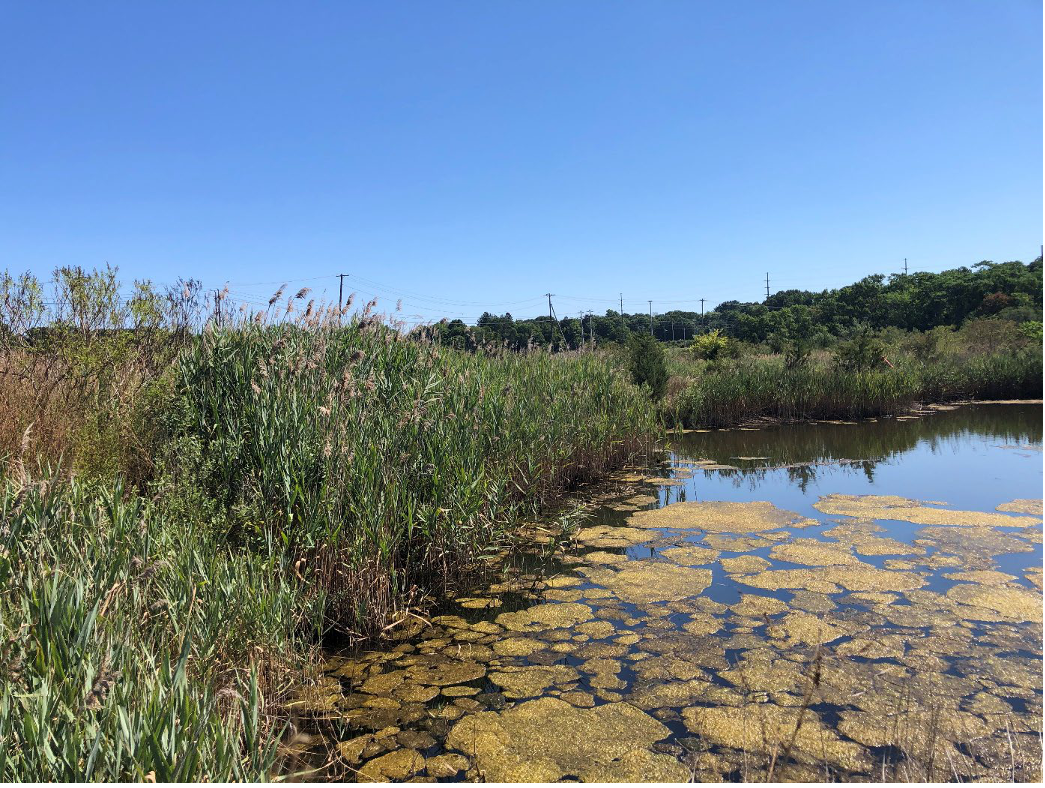 Wetland with tall green plants lining the edge of the water area dotted with patches of yellow surface vegetation